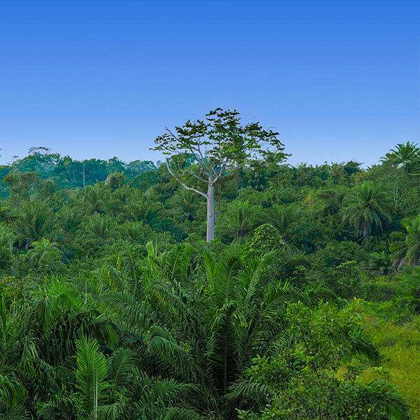 Guanacaste